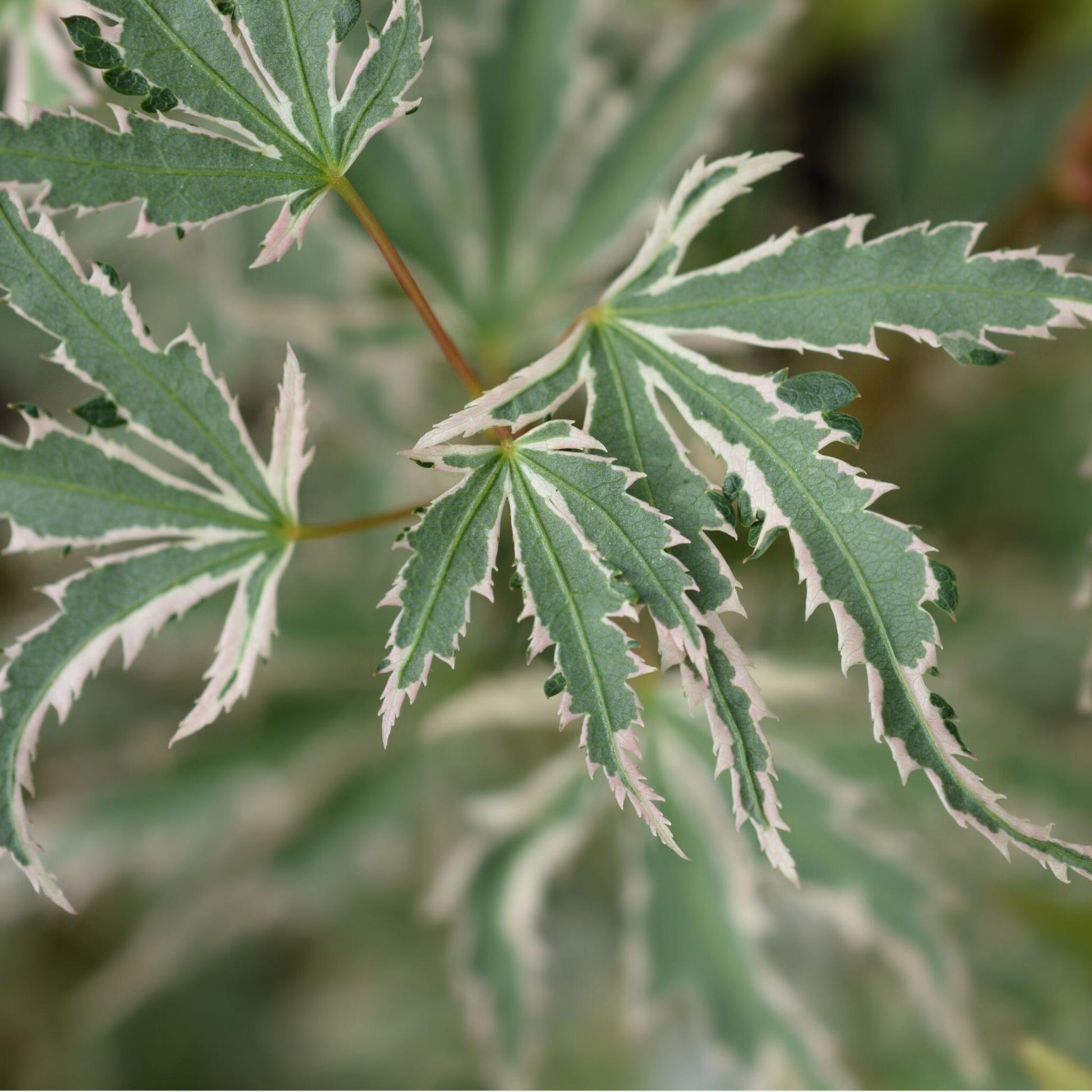 Arce Japonés - 4 Pzs - Acer Palmatum 'butterfly' - Altura 25-40cm - ⌀105cm_3
