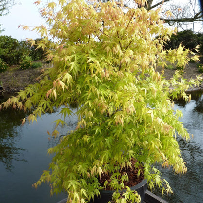Arce Japonés - 4 Pzs - Acer Palmatum 'orange Dream' - Altura 25-40cm - ⌀105cm_1