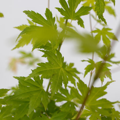 Arce Japonés - 4 Pzs - Acer Palmatum 'orange Dream' - Altura 25-40cm - ⌀105cm_3