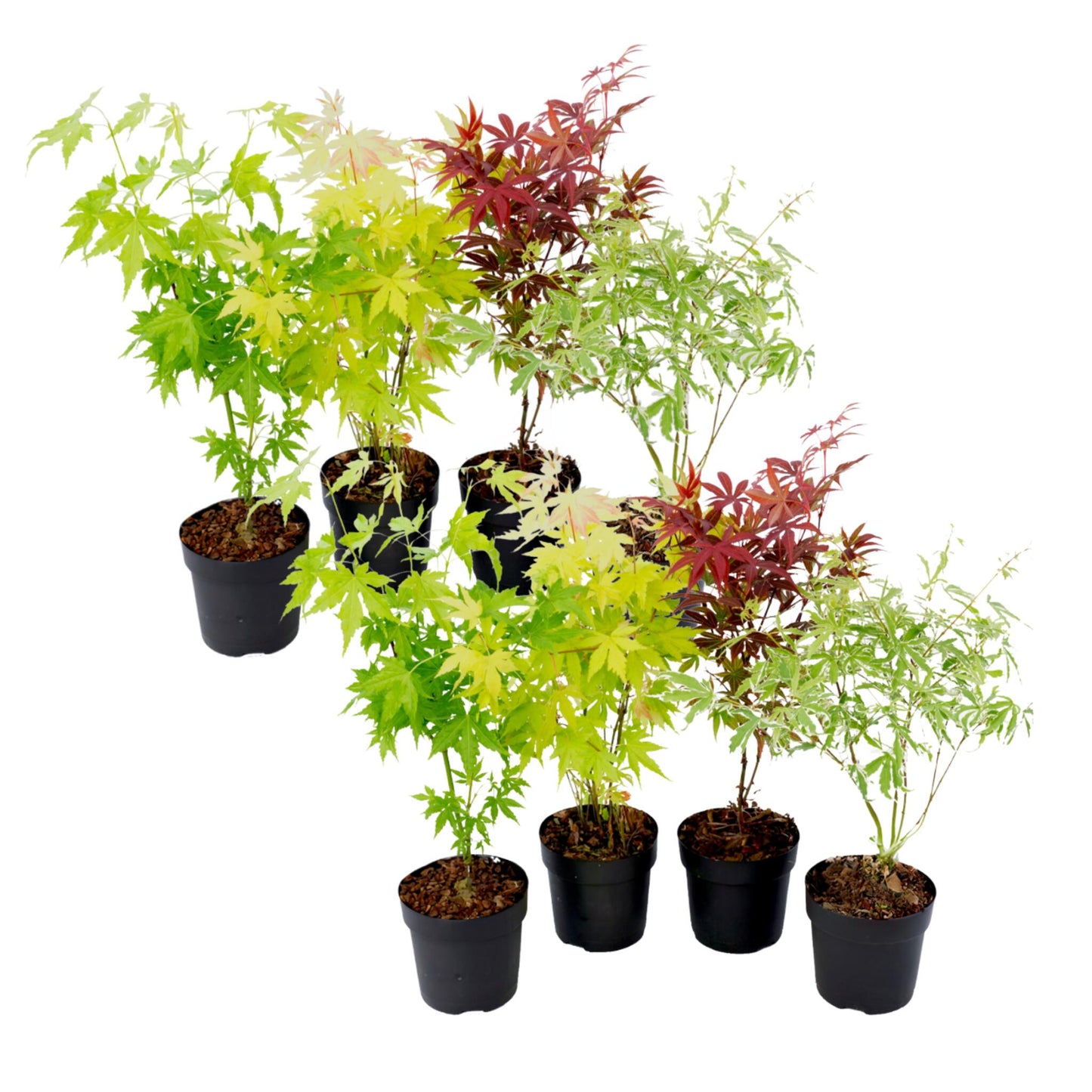 Arce Japonés - 8 Pzs - Acer Palmatum - Altura 25-40cm - ⌀105cm_0