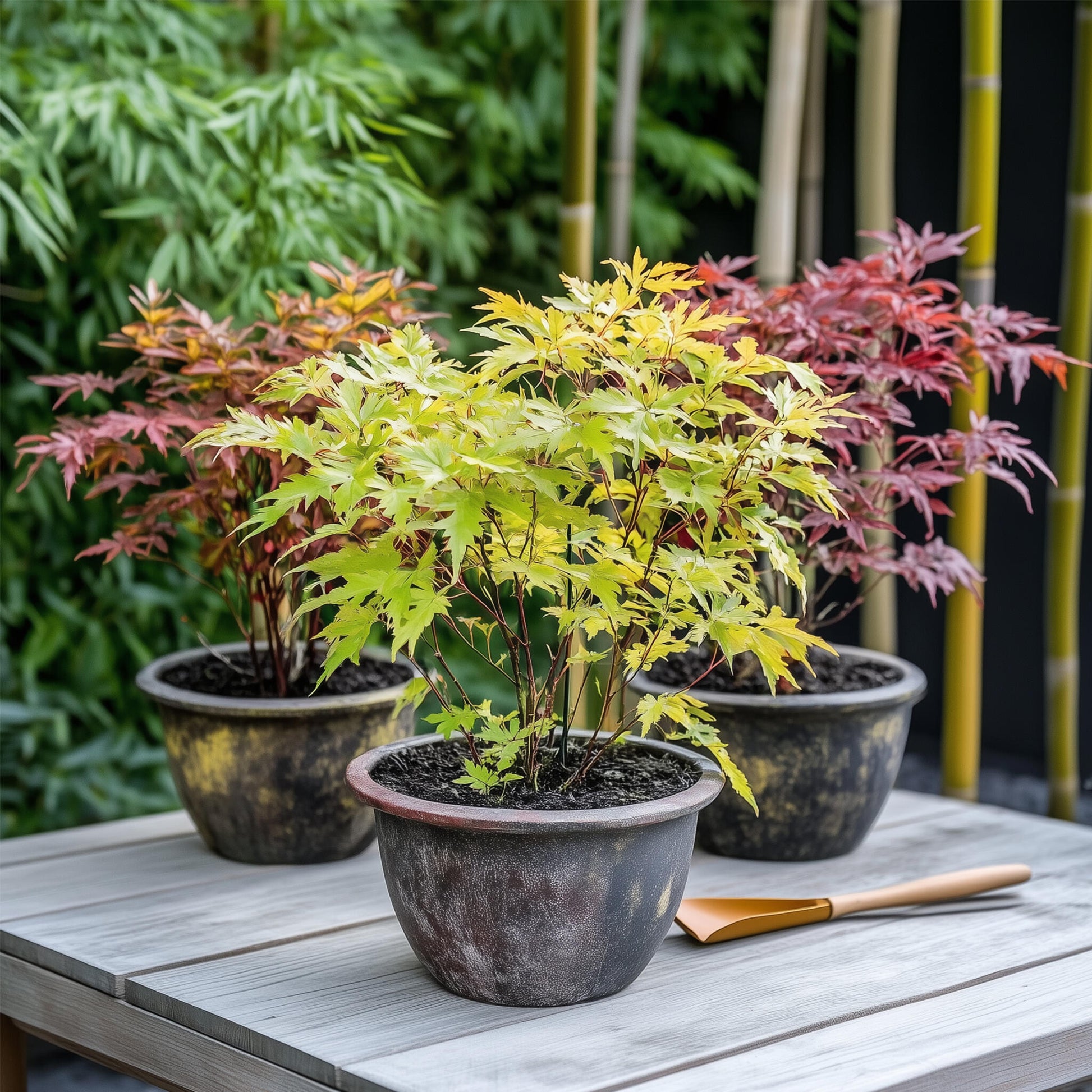 Arce Japonés - 8 Pzs - Acer Palmatum - Altura 25-40cm - ⌀105cm_1