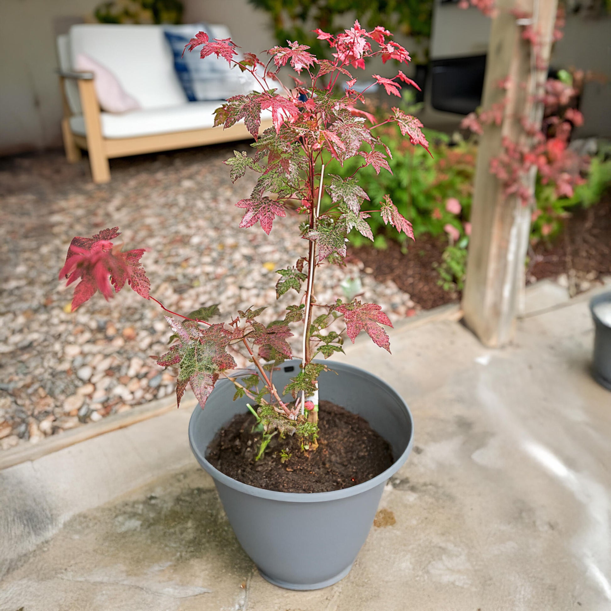 Arce Japonés - Acer Conspicuum 'red Flamingo' - Altura 50-60cm - ⌀19cm_1