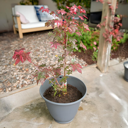 Arce Japonés - Acer Conspicuum 'red Flamingo' - Altura 50-60cm - ⌀19cm_1
