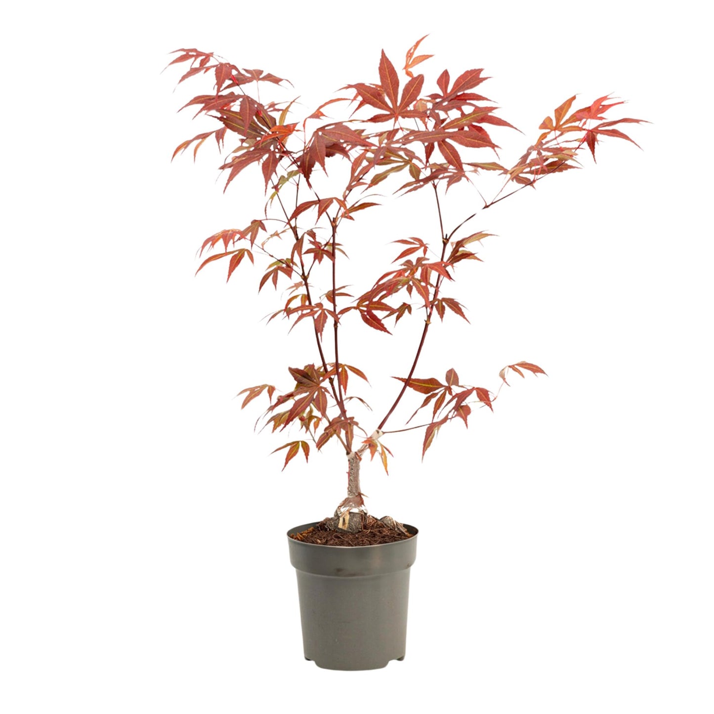 Arce Japonés - Acer Palmatum 'atropurpureum' - Altura 25-40cm - ⌀105cm_0