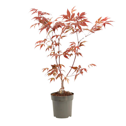 Arce Japonés - Acer Palmatum 'atropurpureum' - Altura 25-40cm - ⌀105cm_0