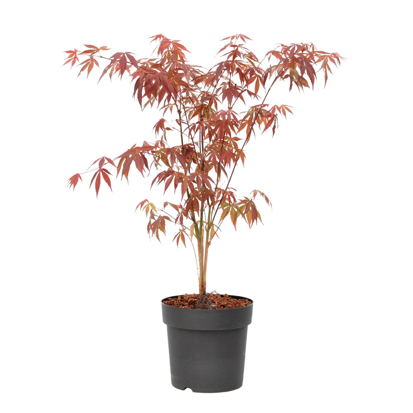 Arce Japonés - Acer Palmatum 'atropurpureum' - Altura 60-70cm - ⌀19cm_0