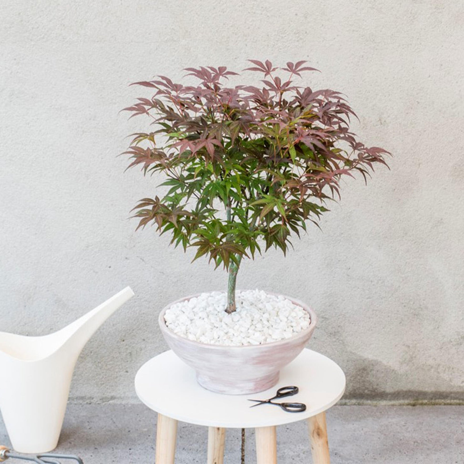 Arce Japonés - Acer Palmatum 'atropurpureum' - Altura 60-70cm - ⌀19cm_1
