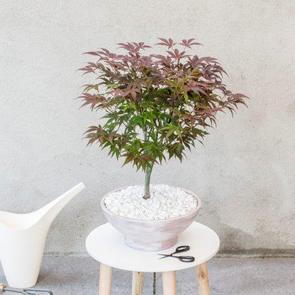 Arce Japonés - Acer Palmatum 'atropurpureum' - Altura 60-70cm - ⌀19cm_1