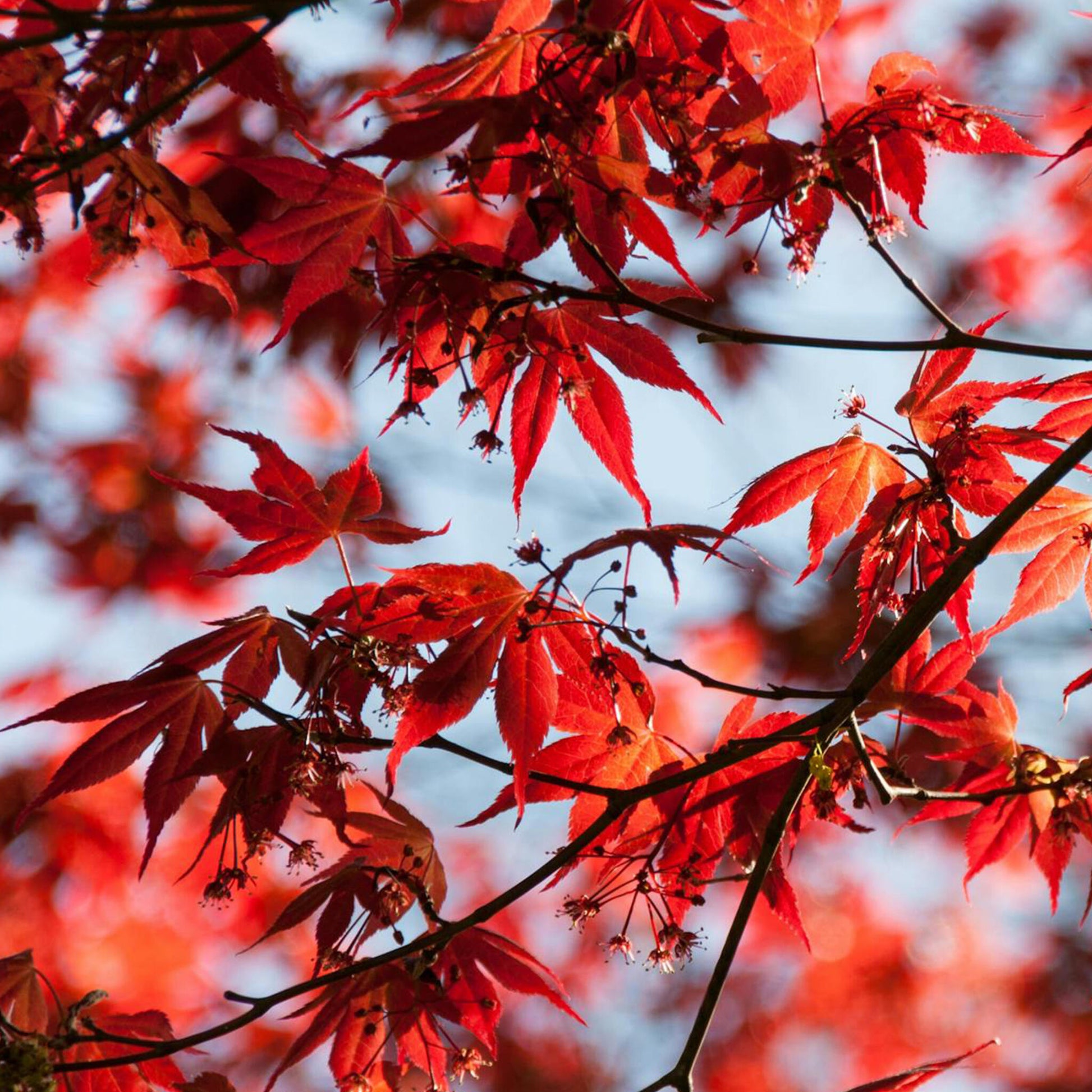 Arce Japonés - Acer Palmatum 'atropurpureum' - Altura 60-70cm - ⌀19cm_3