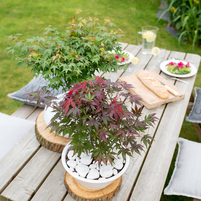 Arce Japonés - Acer Palmatum 'atropurpureum' - Altura 60-70cm - ⌀19cm_4
