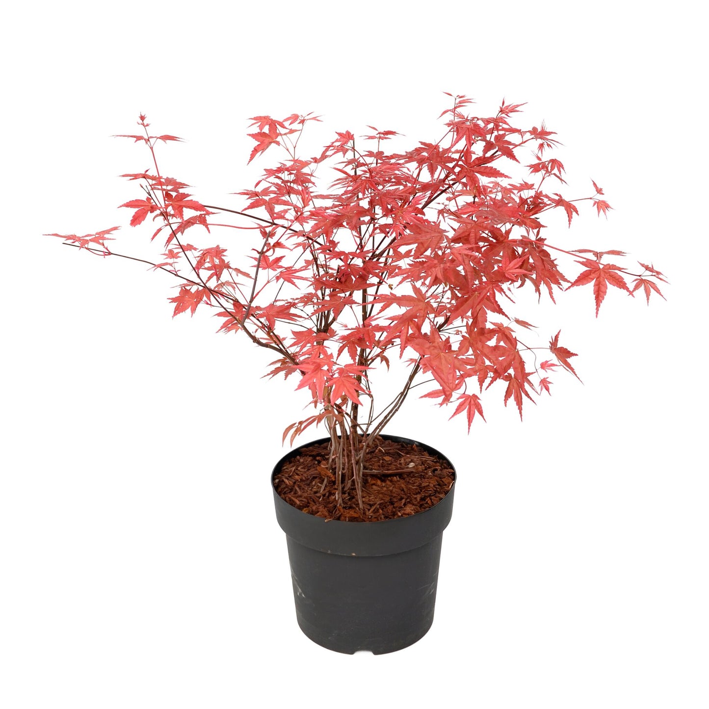 Arce Japonés - Acer Palmatum 'beni Maiko' - Altura 60-70cm - ⌀19cm_0