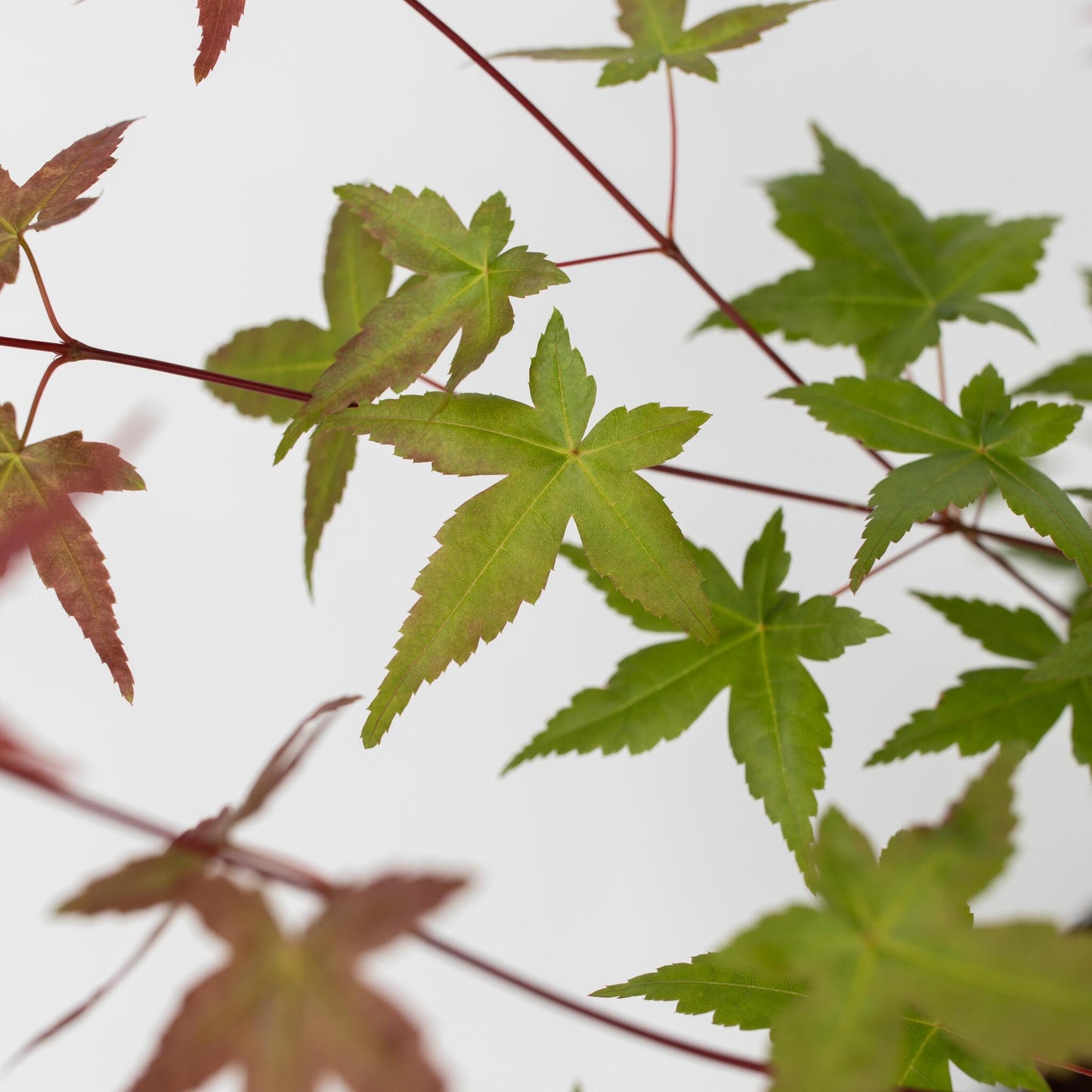 Arce Japonés - Acer Palmatum 'beni Maiko' - Altura 60-70cm - ⌀19cm_3