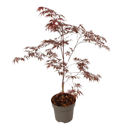Arce Japonés - Acer Palmatum 'black Lace' - Altura 60-70cm - ⌀19cm_0