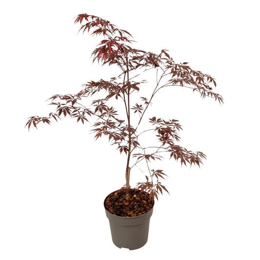 Arce Japonés - Acer Palmatum 'black Lace' - Altura 60-70cm - ⌀19cm_0