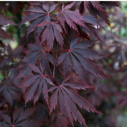 Arce Japonés - Acer Palmatum 'black Lace' - Altura 60-70cm - ⌀19cm_3