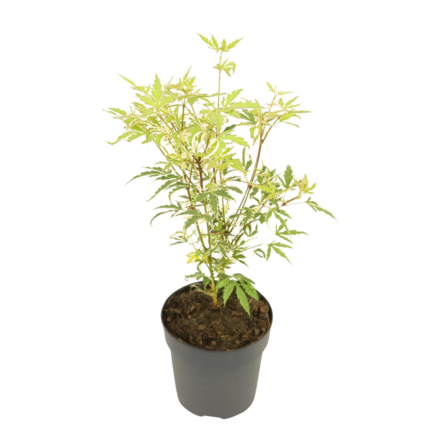 Arce Japonés - Acer Palmatum 'butterfly' - Altura 25-40cm - ⌀105cm_0