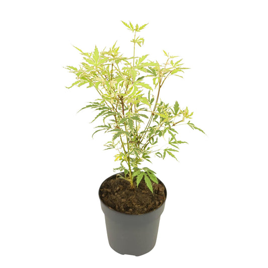 Arce Japonés - Acer Palmatum 'butterfly' - Altura 25-40cm - ⌀105cm_0