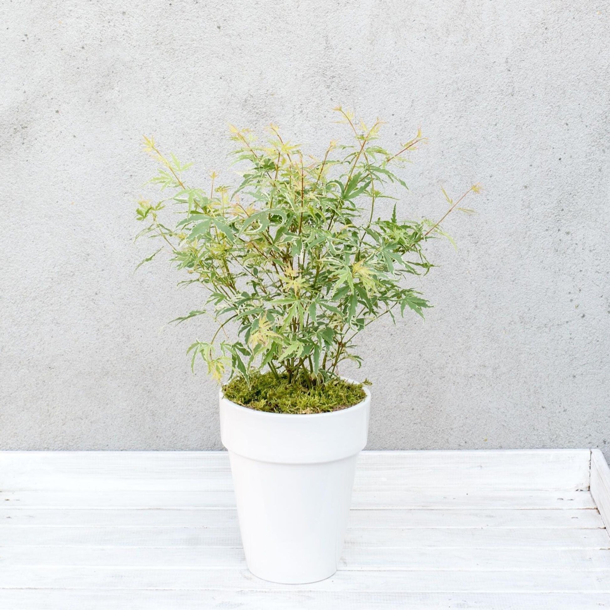 Arce Japonés - Acer Palmatum 'butterfly' - Altura 25-40cm - ⌀105cm_4