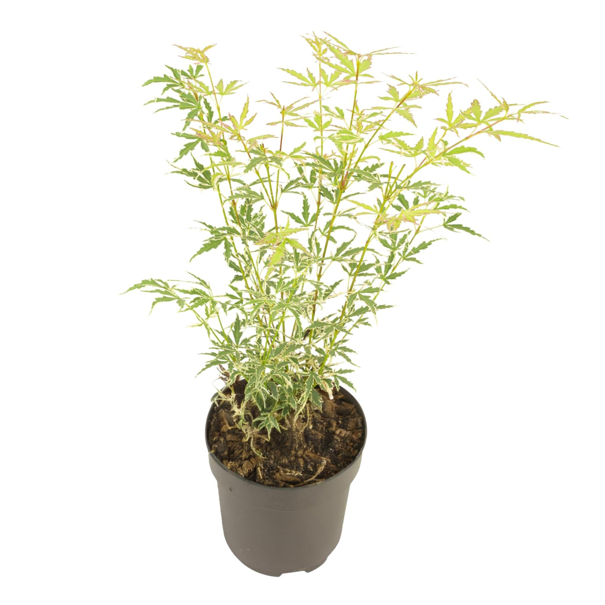 Arce Japonés - Acer Palmatum 'butterfly' - Altura 35-55cm - ⌀15cm_0