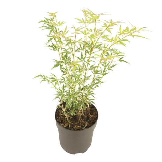 Arce Japonés - Acer Palmatum 'butterfly' - Altura 35-55cm - ⌀15cm_0