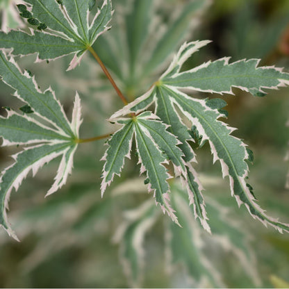 Arce Japonés - Acer Palmatum 'butterfly' - Altura 35-55cm - ⌀15cm_3