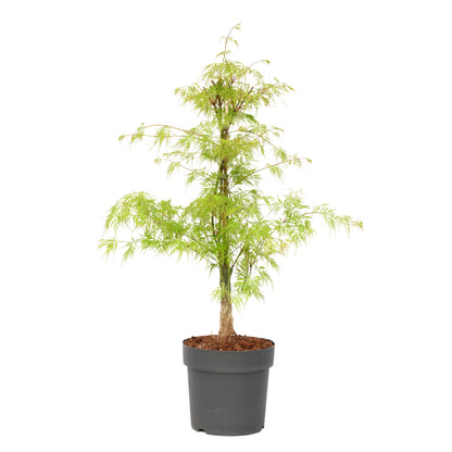 Arce Japonés - Acer Palmatum 'emerald Lace' - Altura 60-70cm - ⌀19cm_0