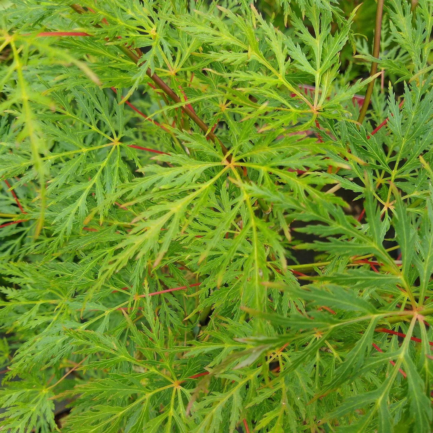 Arce Japonés - Acer Palmatum 'emerald Lace' - Altura 60-70cm - ⌀19cm_1