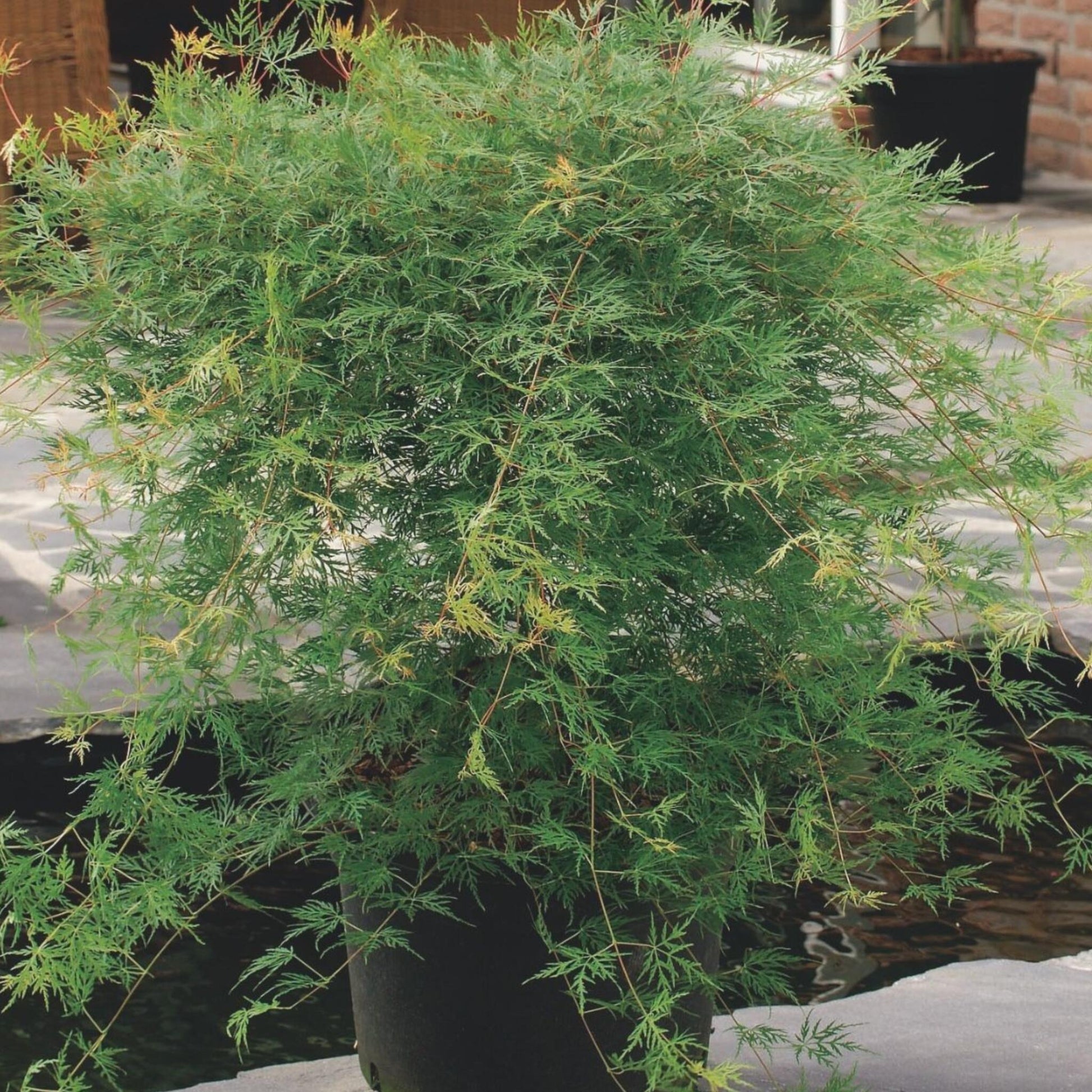 Arce Japonés - Acer Palmatum 'emerald Lace' - Altura 60-70cm - ⌀19cm_4