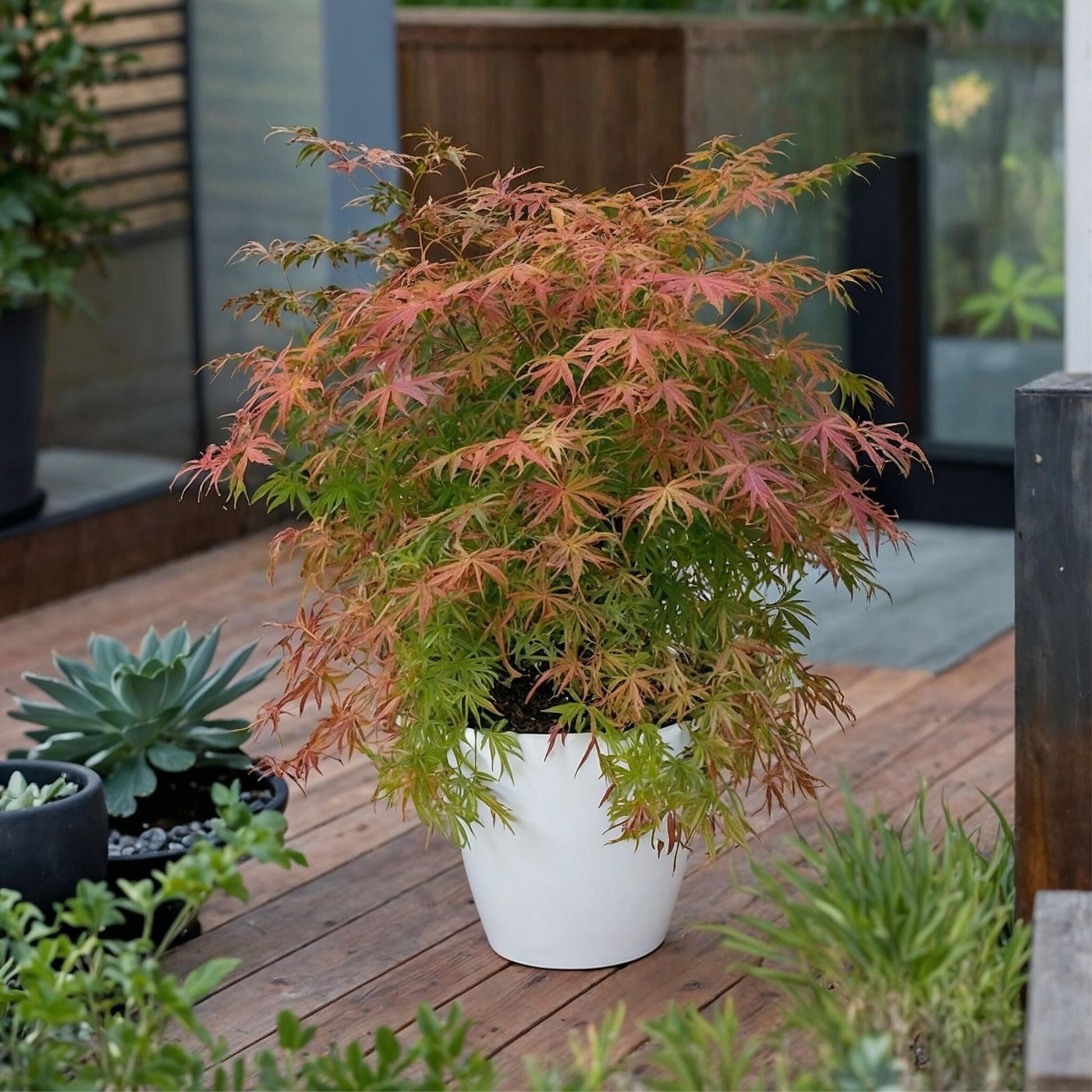Arce Japonés - Acer Palmatum 'extravaganza' - Altura 50-60cm - ⌀19cm_1