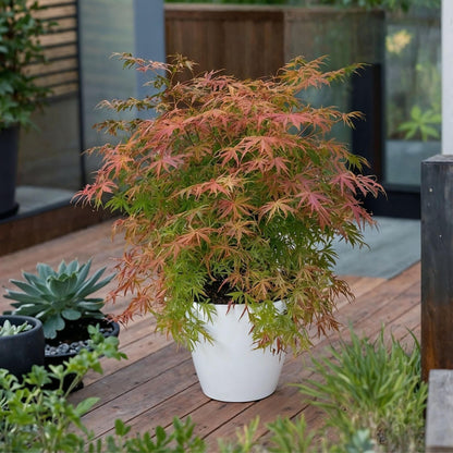 Arce Japonés - Acer Palmatum 'extravaganza' - Altura 50-60cm - ⌀19cm_1
