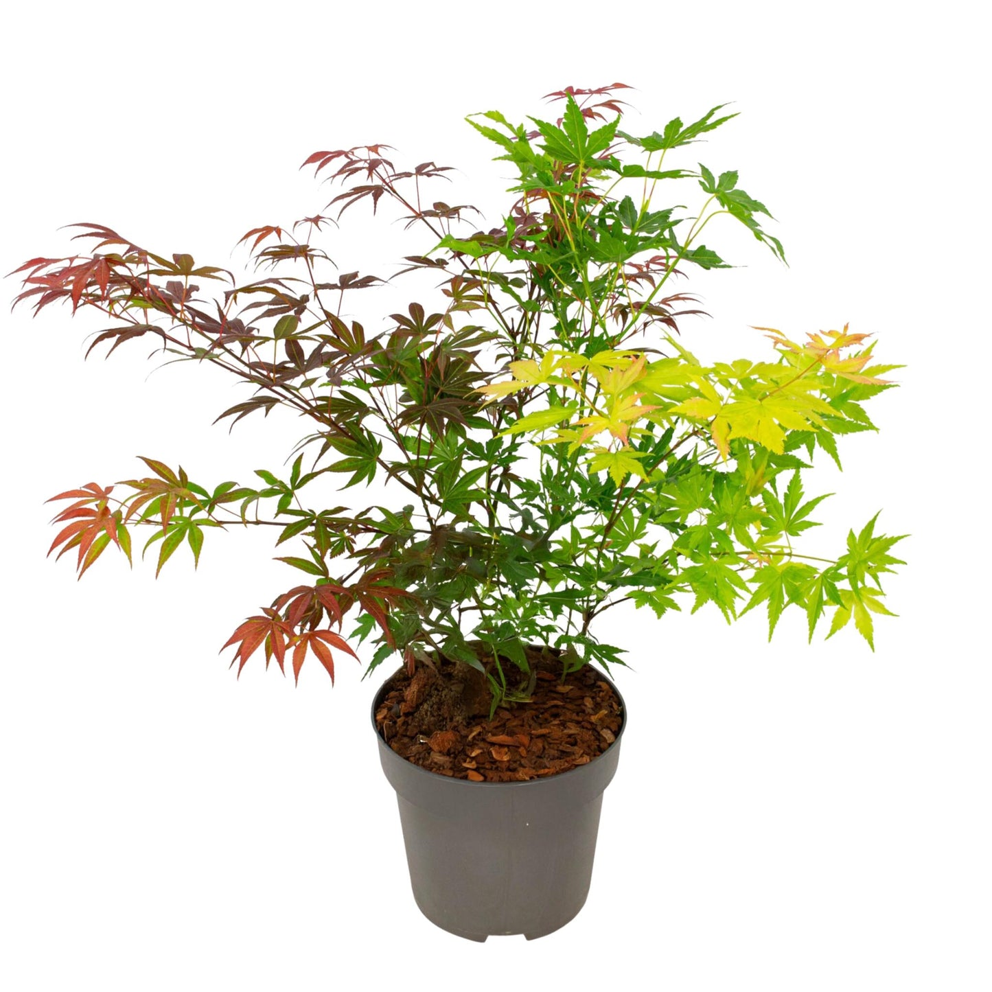 Arce Japonés - Acer Palmatum 'festival' - Altura 60-70cm - ⌀19cm_0