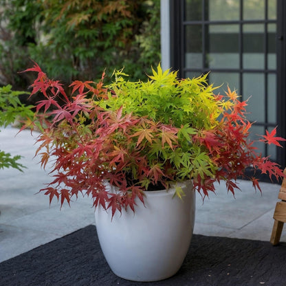 Arce Japonés - Acer Palmatum 'festival' - Altura 60-70cm - ⌀19cm_1