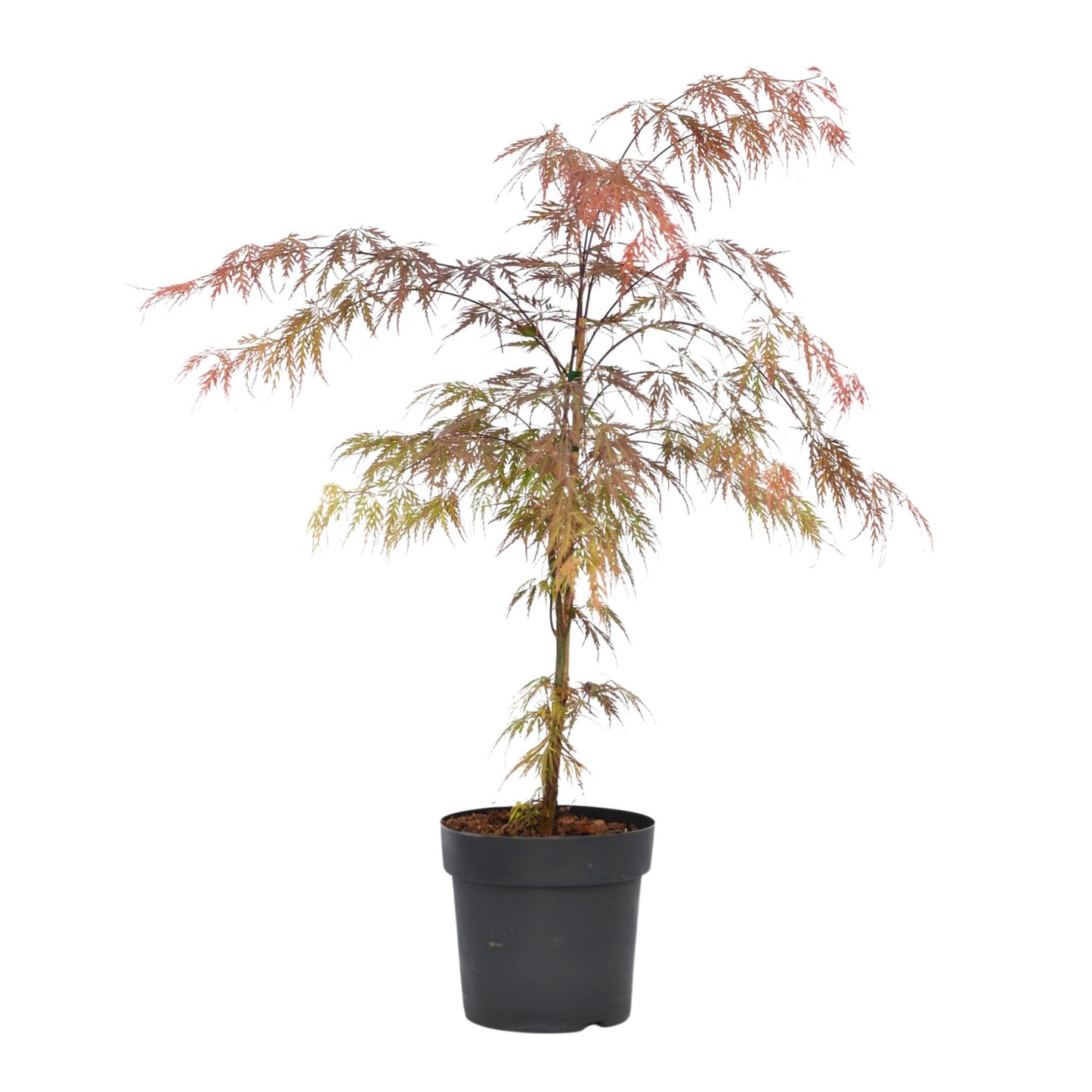 Arce Japonés - Acer Palmatum 'garnet' - Altura 60-70cm - ⌀19cm_0