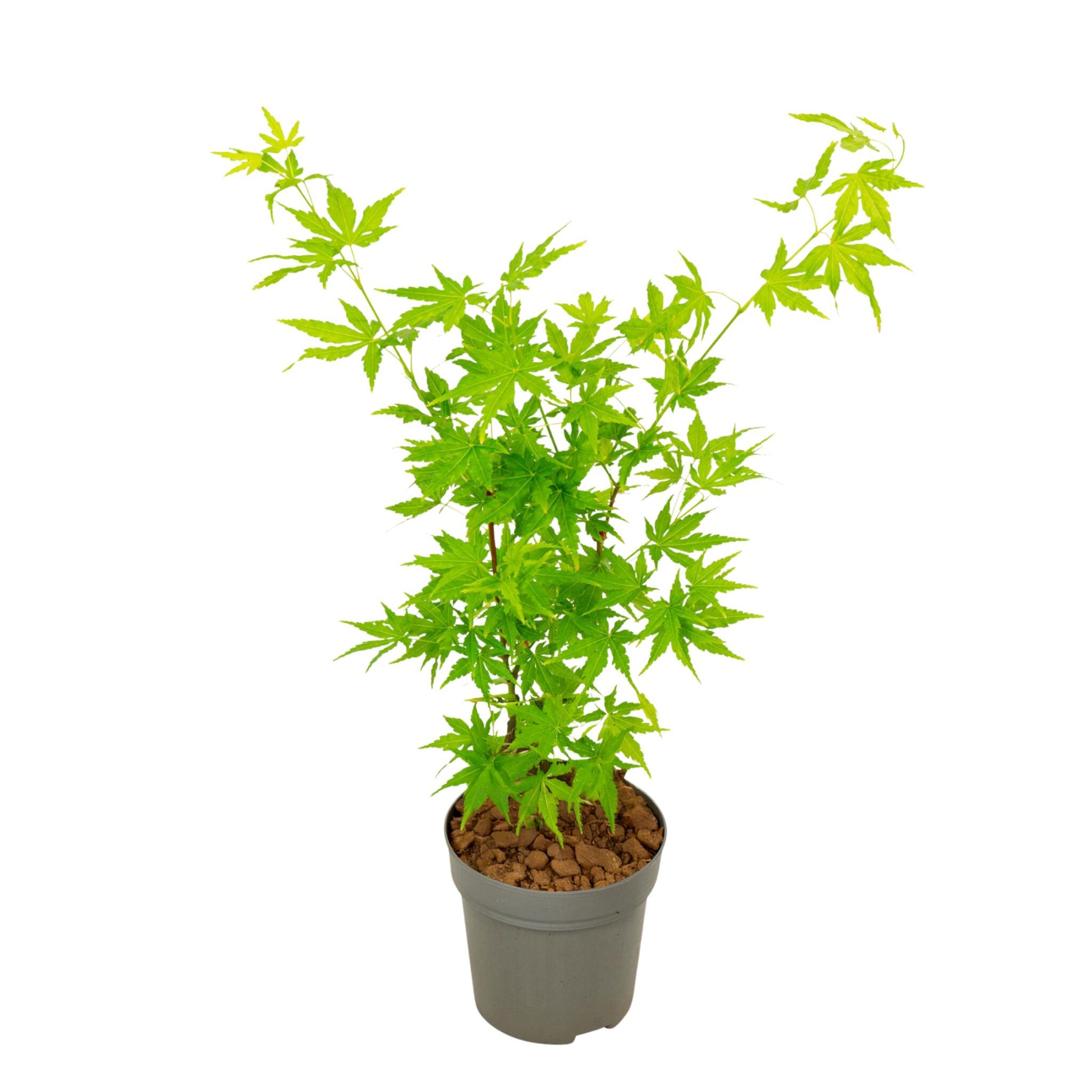 Arce Japonés - Acer Palmatum 'going Green' - Altura 25-40cm - ⌀105cm_0