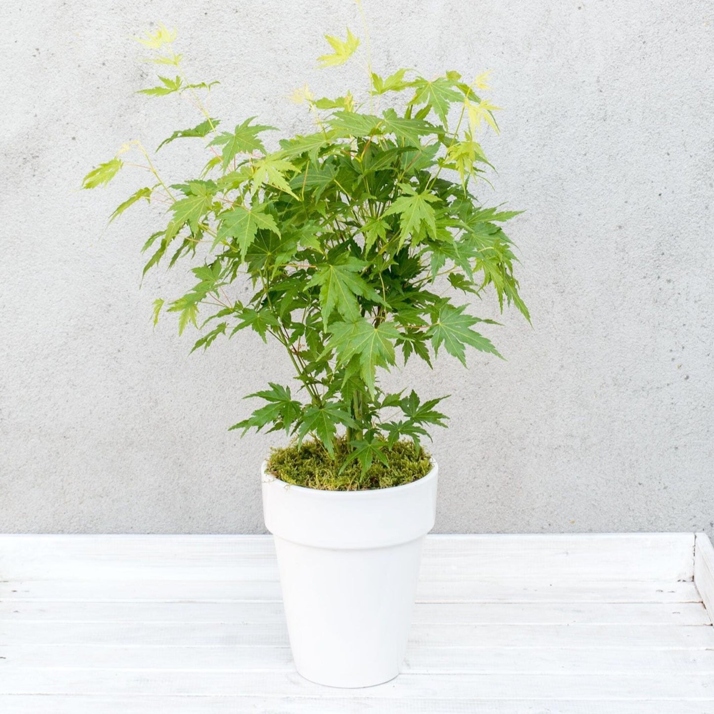 Arce Japonés - Acer Palmatum 'going Green' - Altura 25-40cm - ⌀105cm_4