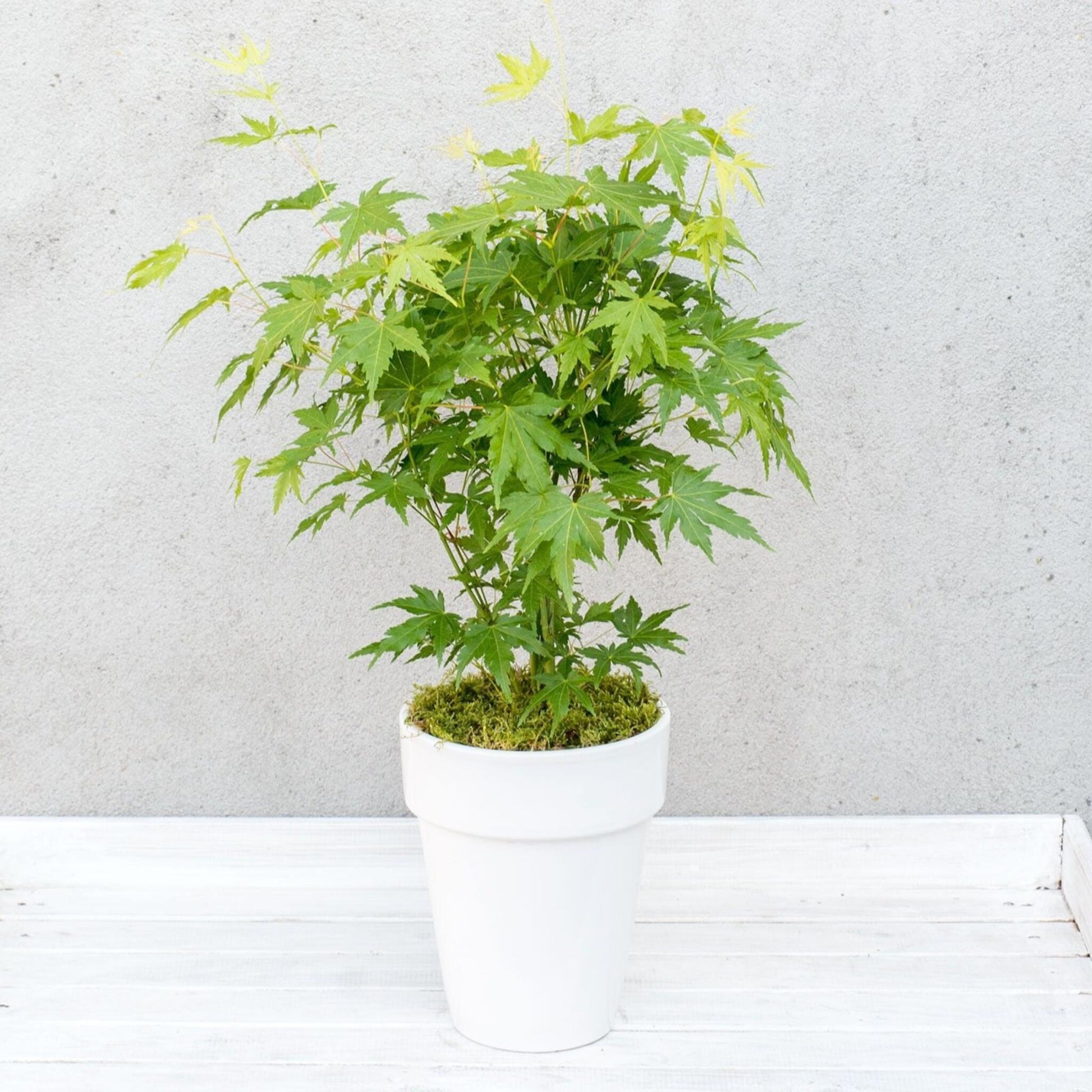 Arce Japonés - Acer Palmatum 'going Green' - Altura 25-40cm - ⌀105cm_4