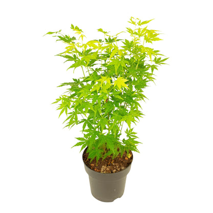 Arce Japonés - Acer Palmatum 'going Green' - Altura 35-55cm - ⌀15cm_0
