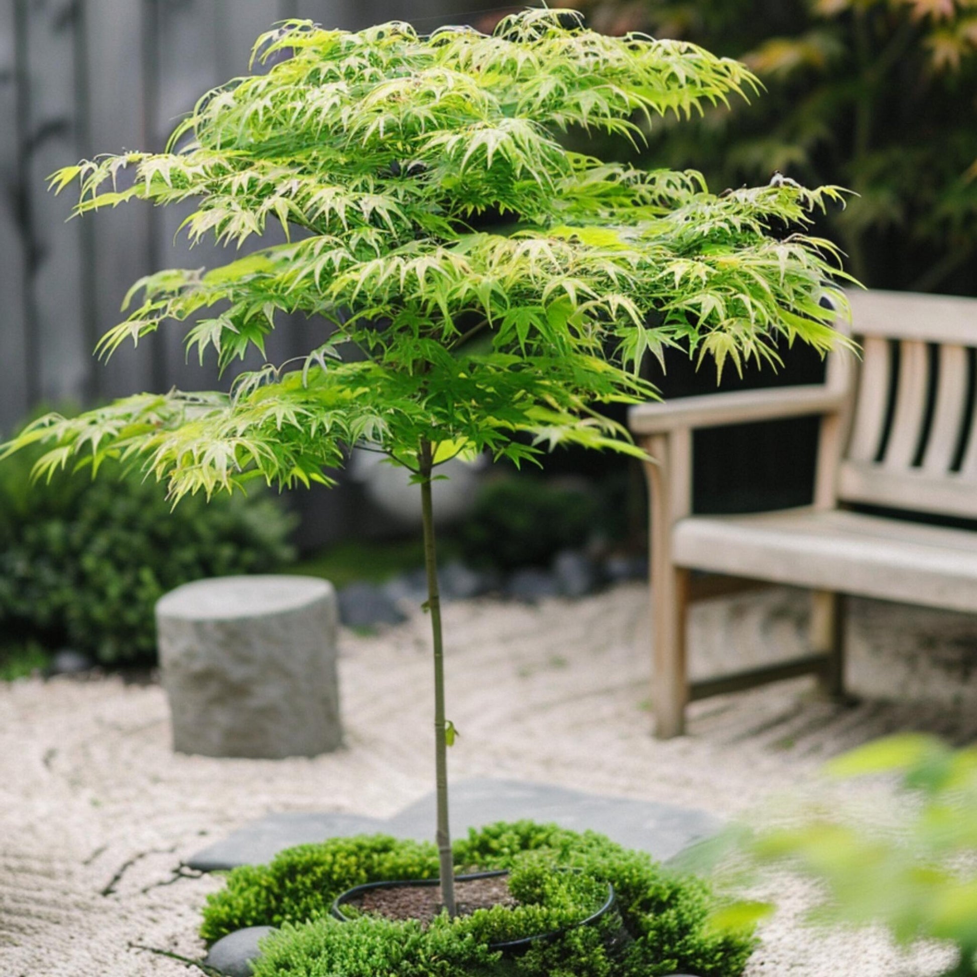 Arce Japonés - Acer Palmatum 'going Green' - Altura 35-55cm - ⌀15cm_1