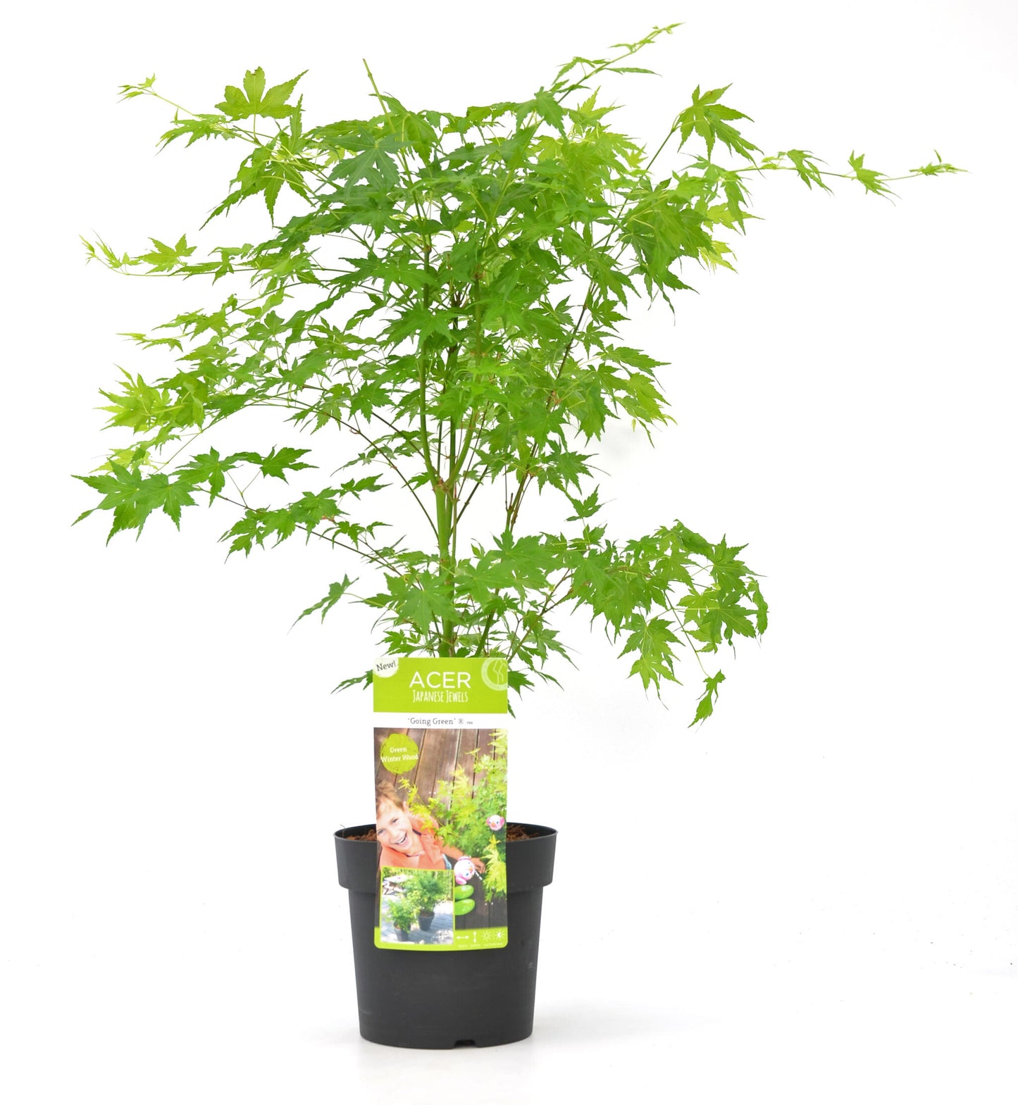 Arce Japonés - Acer Palmatum 'going Green' - Altura 50-60cm - ⌀19cm_0