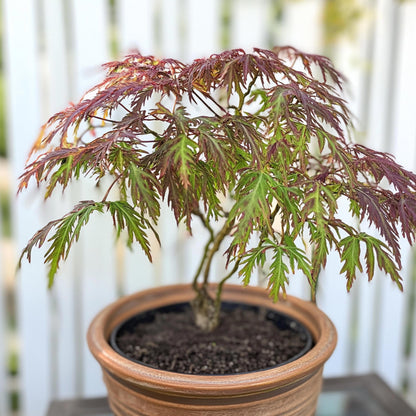 Arce Japonés - Acer Palmatum 'inaba-shidare' - Altura 30-40cm - ⌀13cm_1