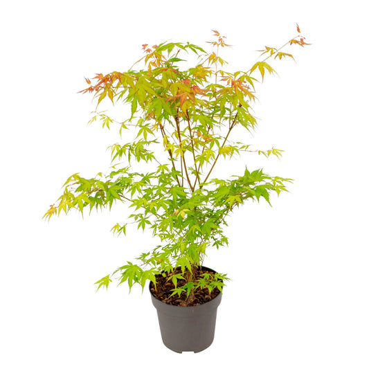 Arce Japonés - Acer Palmatum 'katsura' - Altura 60-70cm - ⌀19cm_0