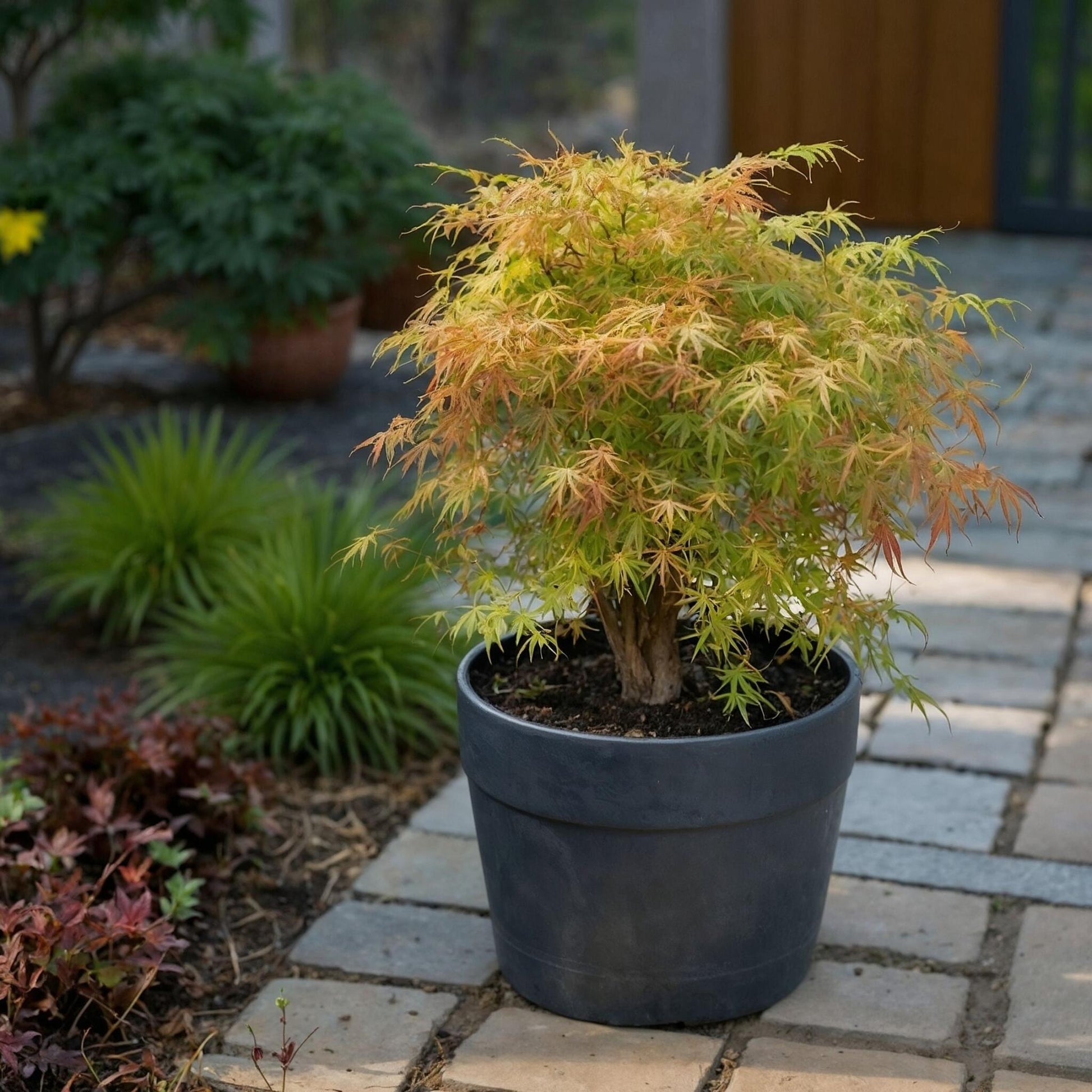 Arce Japonés - Acer Palmatum 'katsura' - Altura 60-70cm - ⌀19cm_1