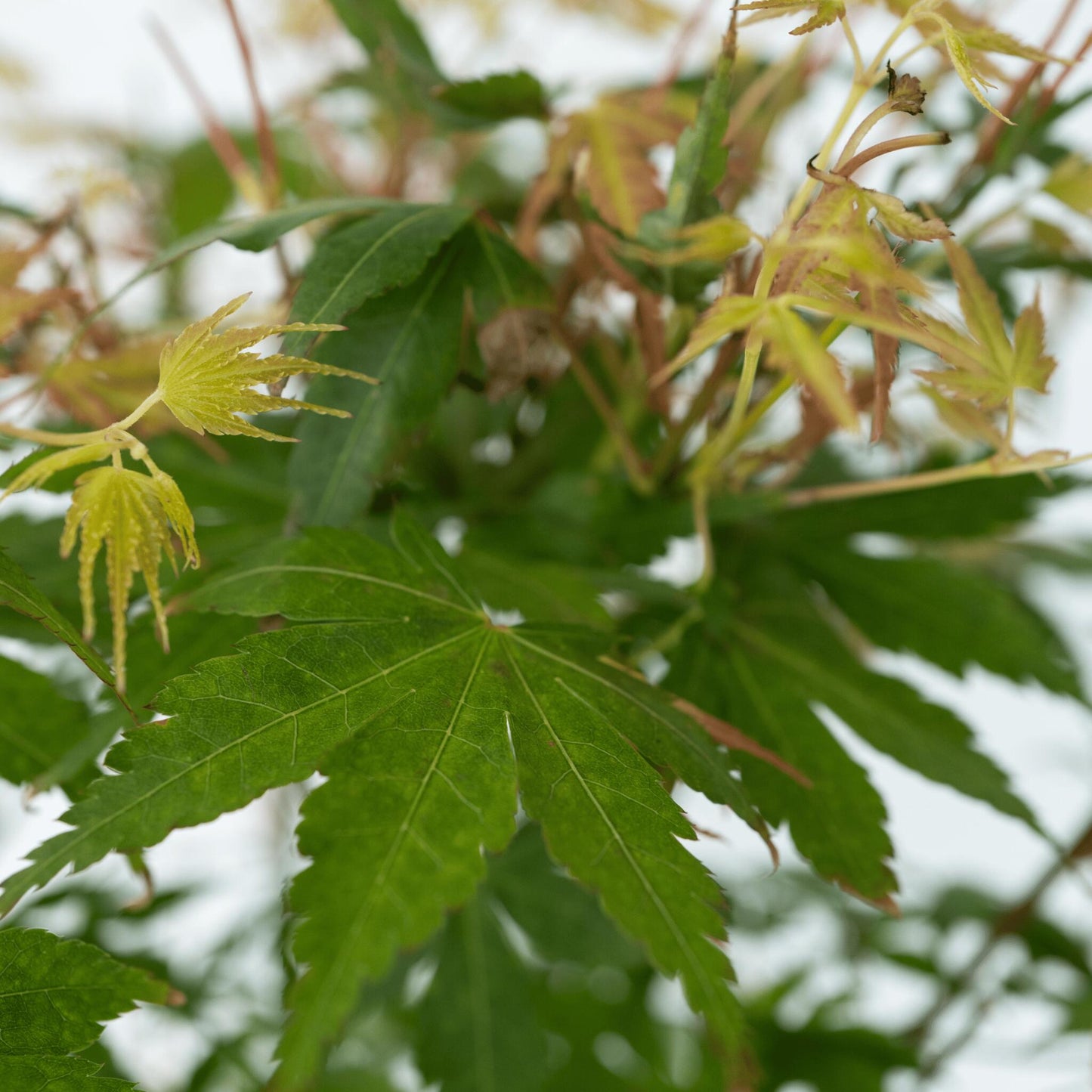 Arce Japonés - Acer Palmatum 'katsura' - Altura 60-70cm - ⌀19cm_3