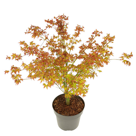 Arce Japonés - Acer Palmatum 'little Princess' - Altura 45-55cm - ⌀19cm_0