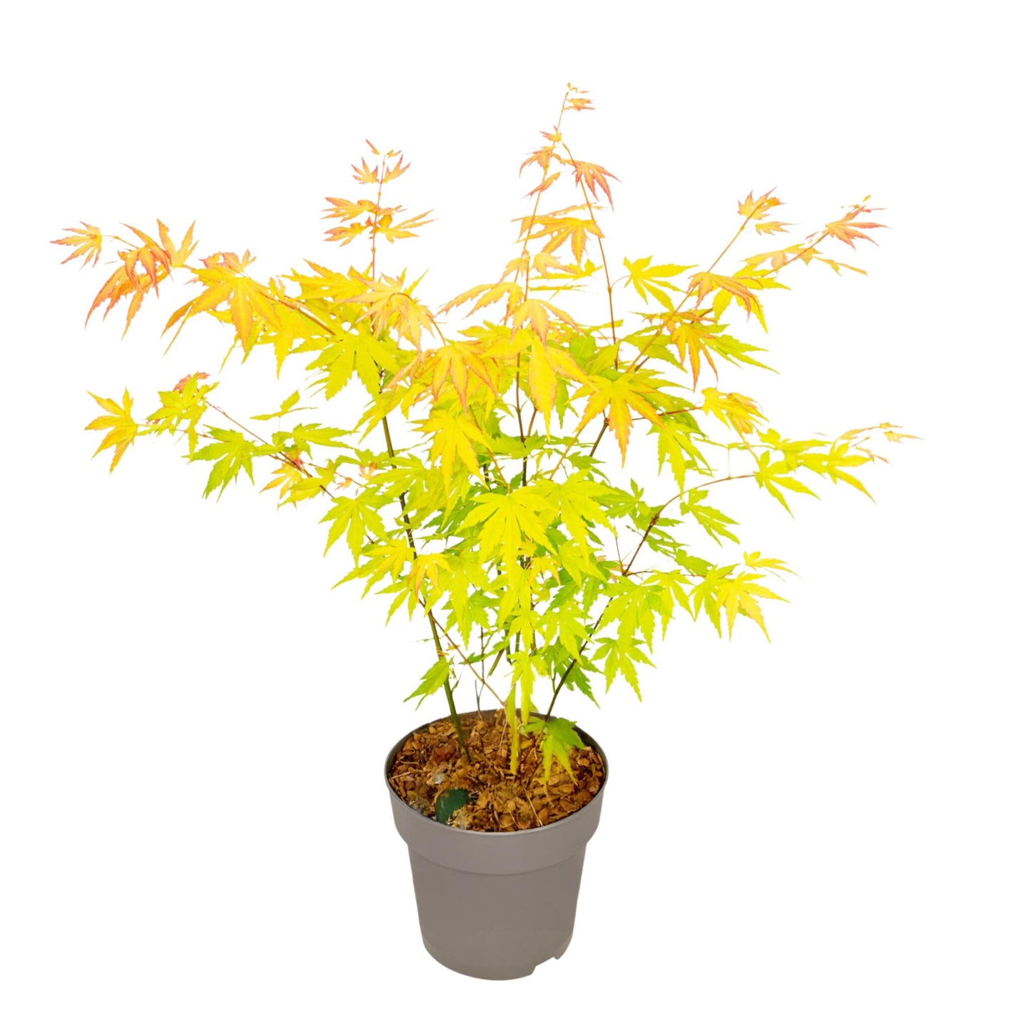 Arce Japonés - Acer Palmatum 'orange Dream' - Altura 35-55cm - ⌀15cm_0