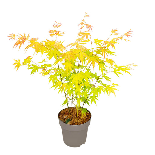 Arce Japonés - Acer Palmatum 'orange Dream' - Altura 35-55cm - ⌀15cm_0