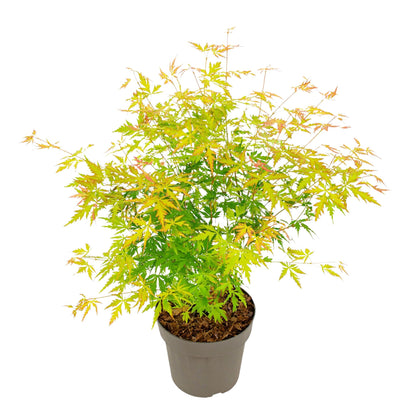 Arce Japonés - Acer Palmatum 'orange Lace' - Altura 60-70cm - ⌀19cm_0