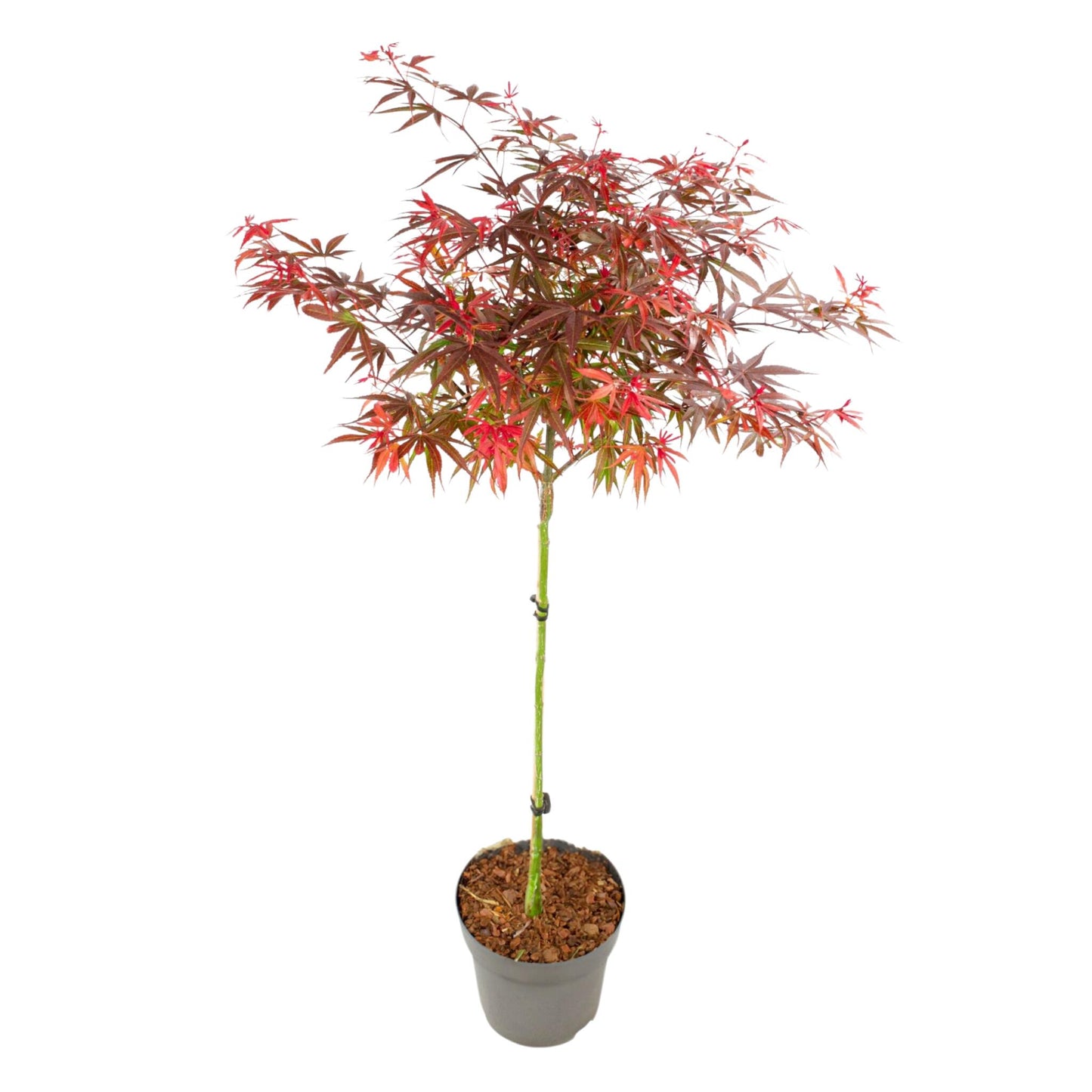 Arce Japonés - Acer Palmatum 'shaina' - Altura 80-90cm - ⌀19cm_0