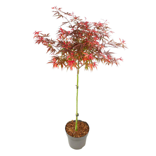 Arce Japonés - Acer Palmatum 'shaina' - Altura 80-90cm - ⌀19cm_0