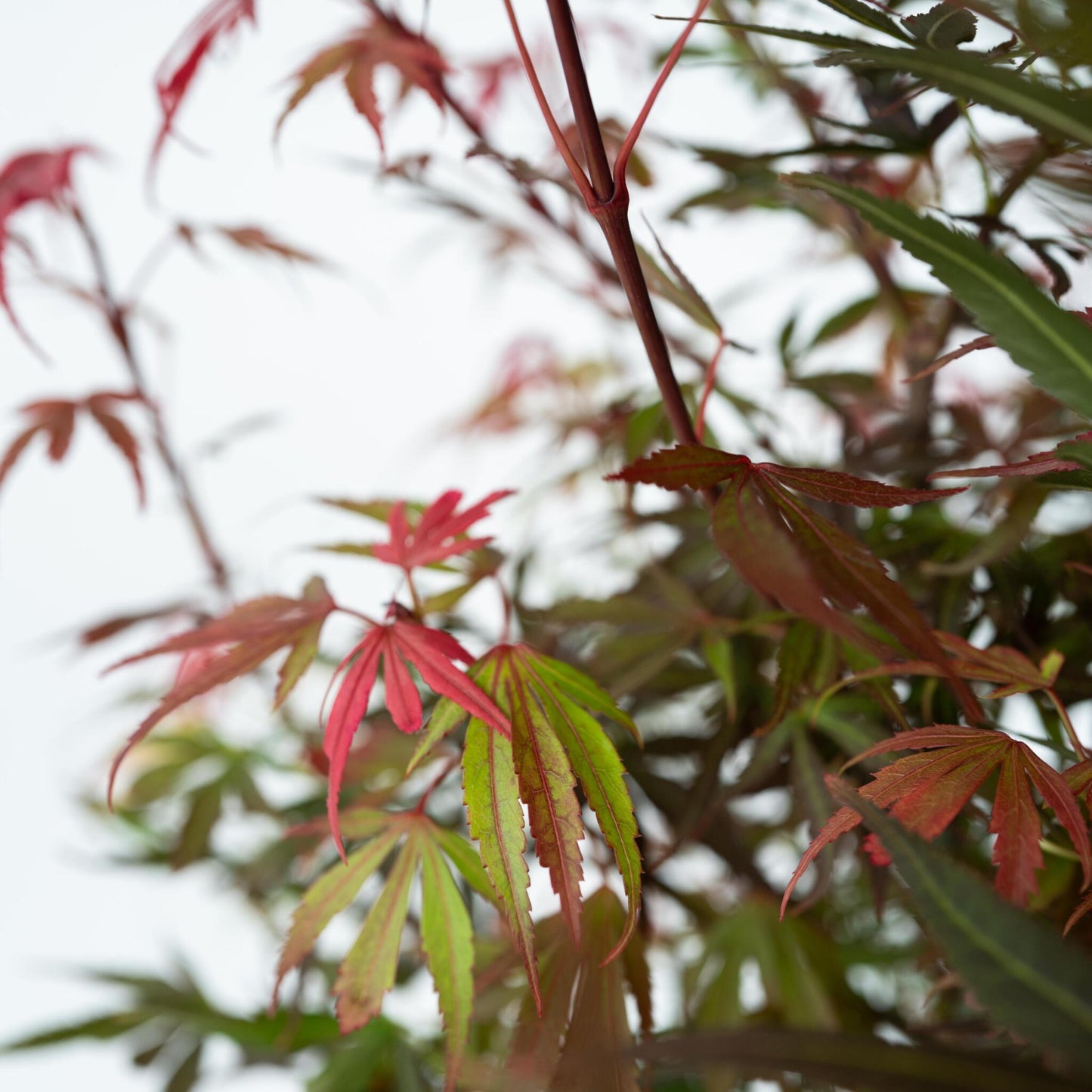 Arce Japonés - Acer Palmatum 'shaina' - Altura 80-90cm - ⌀19cm_3